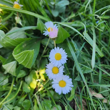 Shuaipaj 3* Saraqinishte