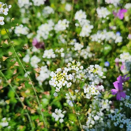 Shuaipaj 招待所 Saraqinishte