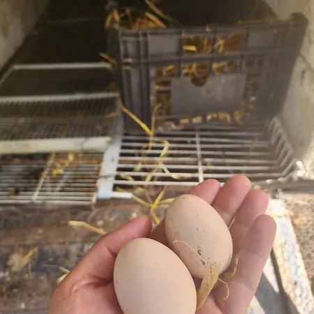 Shuaipaj 招待所 Saraqinishte