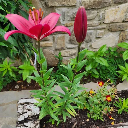 招待所 Shuaipaj Saraqinishte