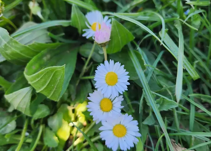 Shuaipaj 3* Saraqinishtë