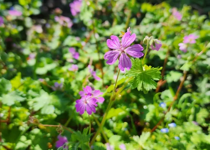Shuaipaj Vendégház Saraqinishtë