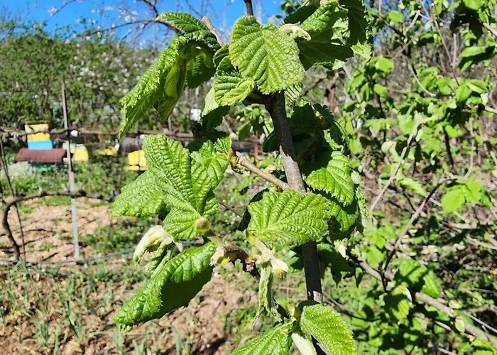 Shuaipaj 3* Saraqinishtë