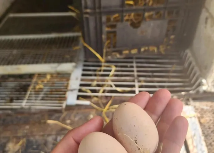 Shuaipaj Vendégház Saraqinishtë