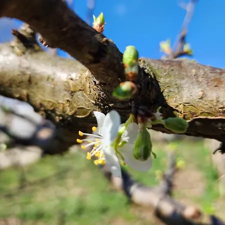 Shuaipaj 3* Saraqinishte