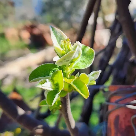 Shuaipaj Saraqinishte