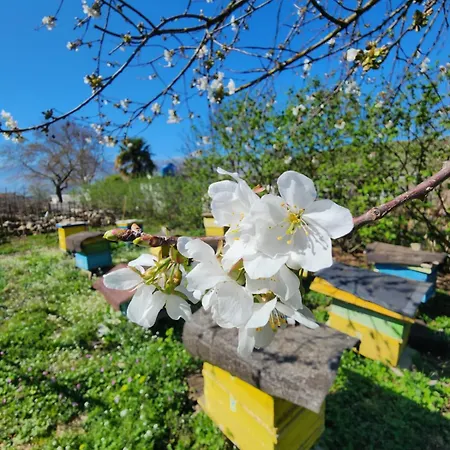 Shuaipaj Πανσιόν