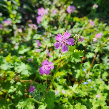 Shuaipaj Πανσιόν Saraqinishte