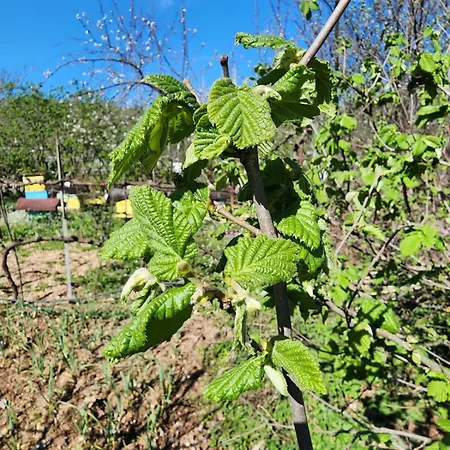 Shuaipaj 3* Saraqinishte