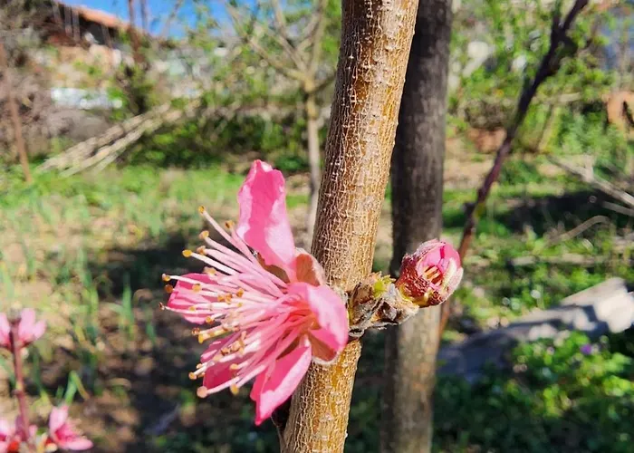 Shuaipaj